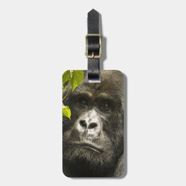 Bergsgorilla, Gorilla beringei beringei, Bagagebricka (Vertikal Framsida)