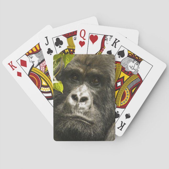 Bergsgorilla, Gorilla beringei beringei, Casinokort (Baksidan)