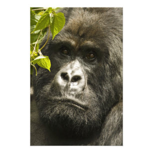 Bergsgorilla, Gorilla beringei beringei, Fototryck