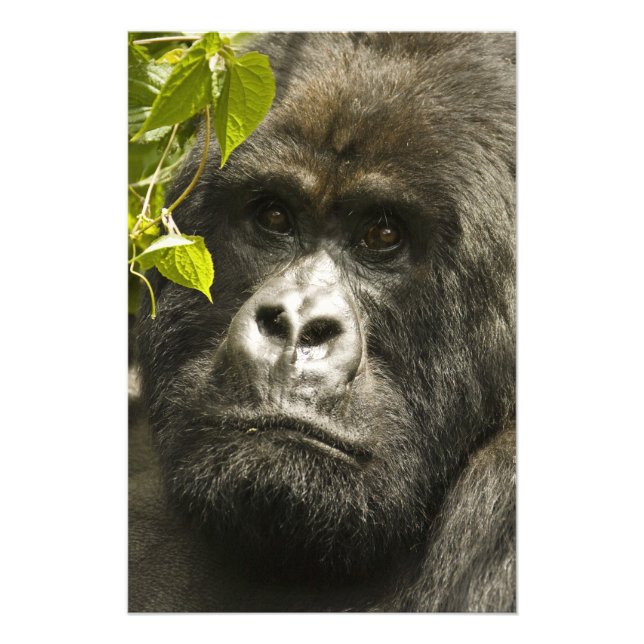 Bergsgorilla, Gorilla beringei beringei, Fototryck (Framsidan)