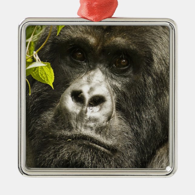Bergsgorilla, Gorilla beringei beringei, Julgransprydnad Metall (Framsidan)