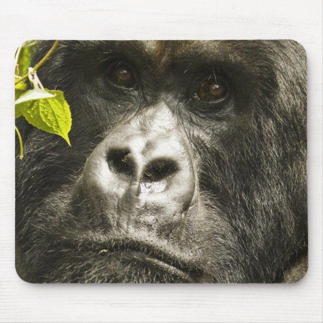 Bergsgorilla, Gorilla beringei beringei, Musmatta (Framsidan)