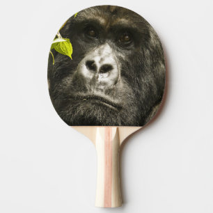 Bergsgorilla, Gorilla beringei beringei, Pingisracket