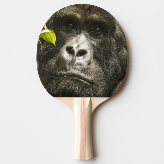 Bergsgorilla, Gorilla beringei beringei, Pingisracket (Framsidan)