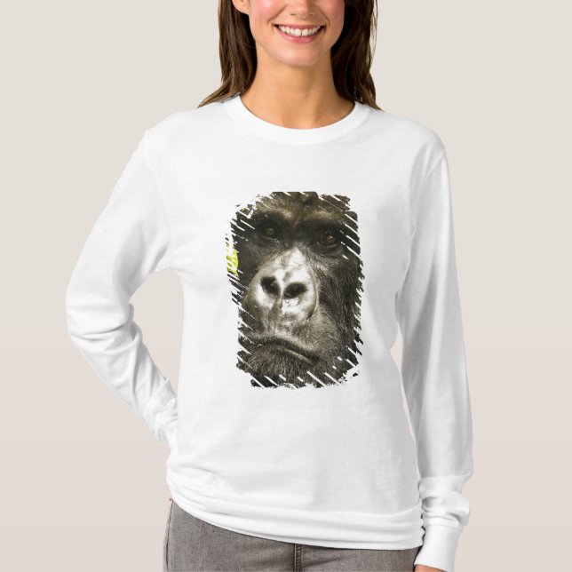 Bergsgorilla, Gorilla beringei beringei, Tee (Framsida)