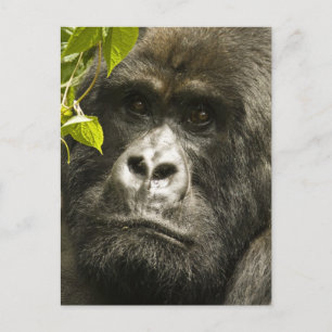 Bergsgorilla, Gorilla beringei beringei, Vykort