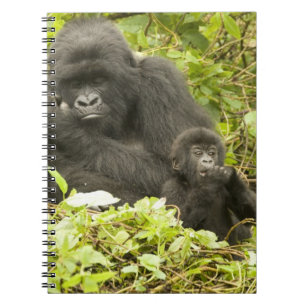 Bergsgorilla, Gorilla beringei (tidigare G. Anteckningsbok