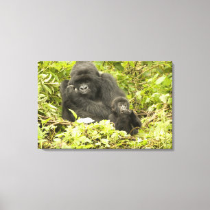 Bergsgorilla, Gorilla beringei (tidigare G. Canvastryck