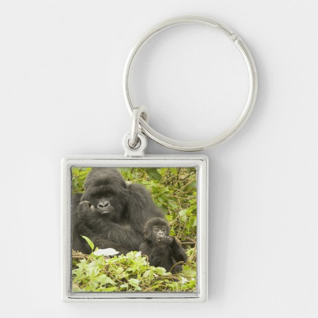 Bergsgorilla, Gorilla beringei (tidigare G. Fyrkantig Silverfärgad Nyckelring (Framsidan)