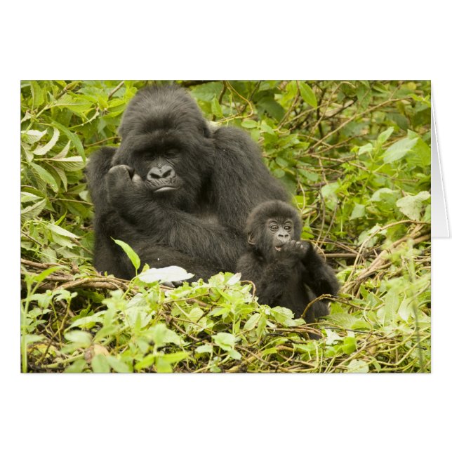 Bergsgorilla, Gorilla beringei (tidigare G. Hälsningskort (Framsidan Horizontal)