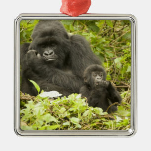 Bergsgorilla, Gorilla beringei (tidigare G. Julgransprydnad Metall