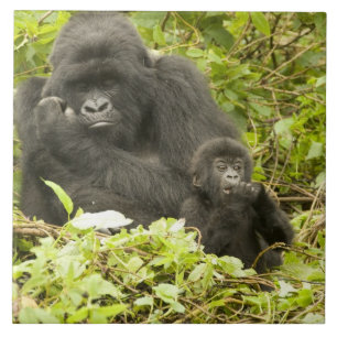 Bergsgorilla, Gorilla beringei (tidigare G. Kakelplatta