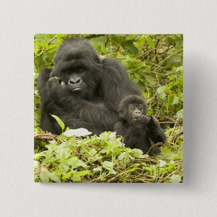 Bergsgorilla, Gorilla beringei (tidigare G. Knapp