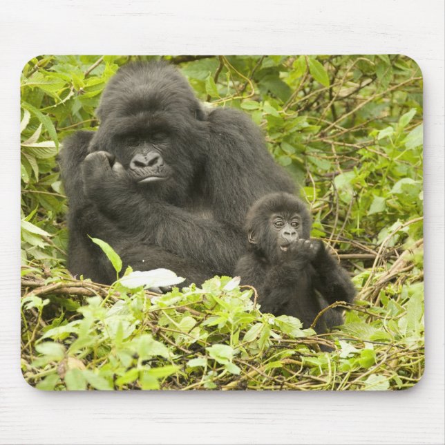 Bergsgorilla, Gorilla beringei (tidigare G. Musmatta (Framsidan)