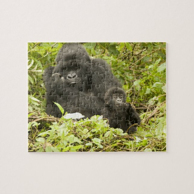 Bergsgorilla, Gorilla beringei (tidigare G. Pussel (Horisontell)