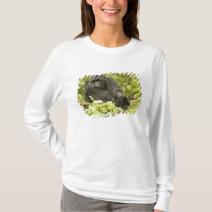 Bergsgorilla, Gorilla beringei (tidigare G. T Shirt