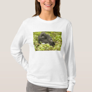 Bergsgorilla, Gorilla beringei (tidigare G. Tröja