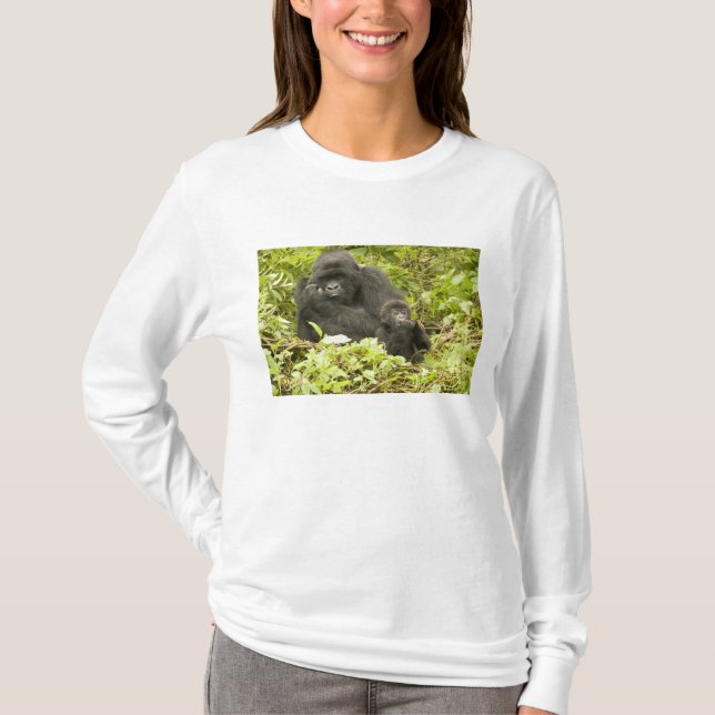 Bergsgorilla, Gorilla beringei (tidigare G. Tröja (Framsida)