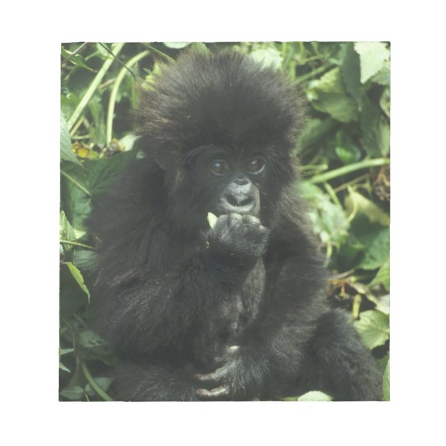 Bergsgorilla, (Gorilla gorilla beringei), Anteckningsblock (Framsida)