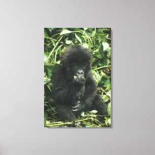 Bergsgorilla, (Gorilla gorilla beringei), Canvastryck