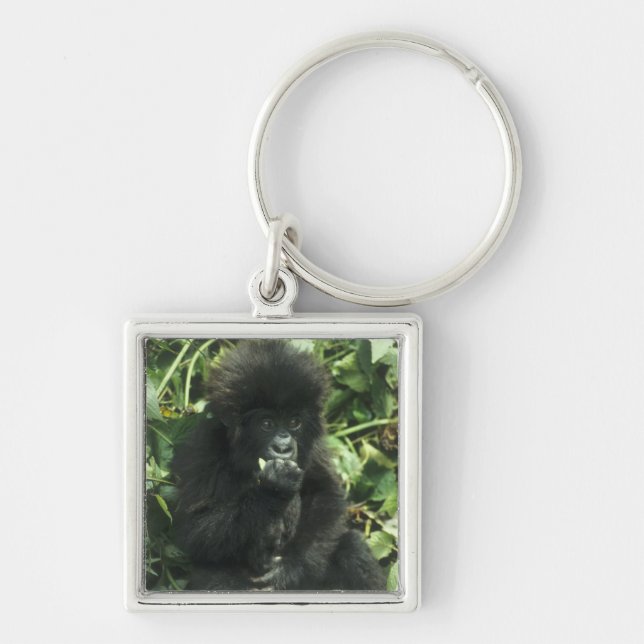 Bergsgorilla, (Gorilla gorilla beringei), Fyrkantig Silverfärgad Nyckelring (Framsidan)