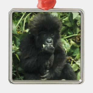 Bergsgorilla, (Gorilla gorilla beringei), Julgransprydnad Metall