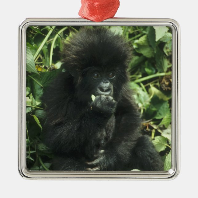 Bergsgorilla, (Gorilla gorilla beringei), Julgransprydnad Metall (Framsidan)