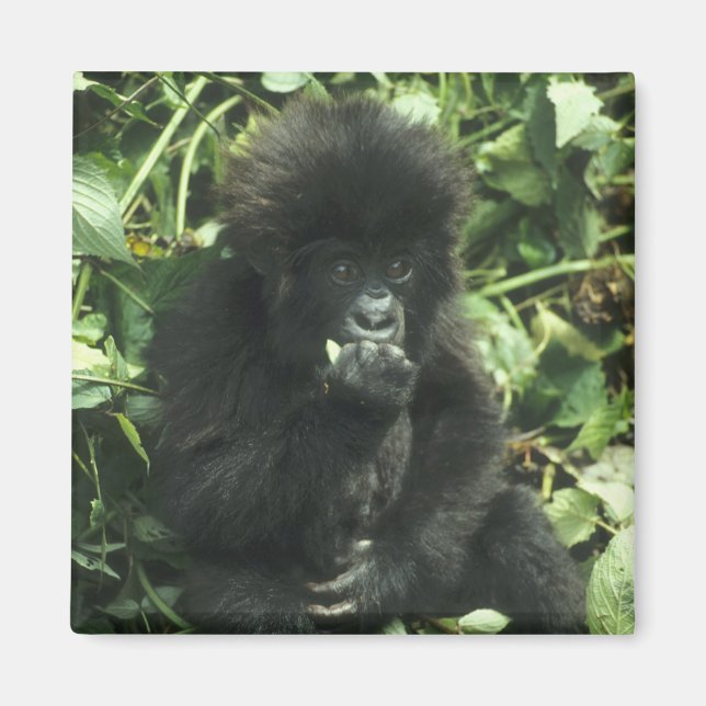 Bergsgorilla, (Gorilla gorilla beringei), Magnet (Framsidan)