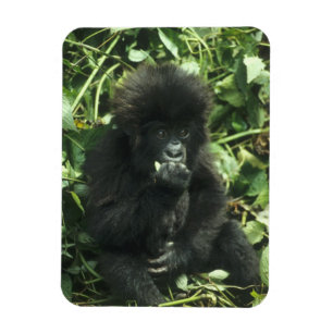 Bergsgorilla, (Gorilla gorilla beringei), Magnet