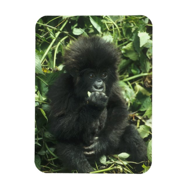 Bergsgorilla, (Gorilla gorilla beringei), Magnet (Vertikal)
