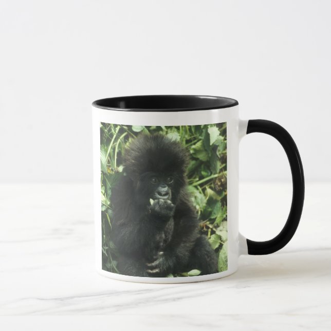 Bergsgorilla, (Gorilla gorilla beringei), Mugg (Höger)