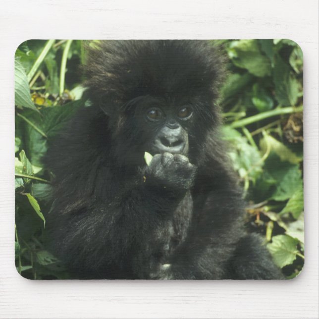Bergsgorilla, (Gorilla gorilla beringei), Musmatta (Framsidan)