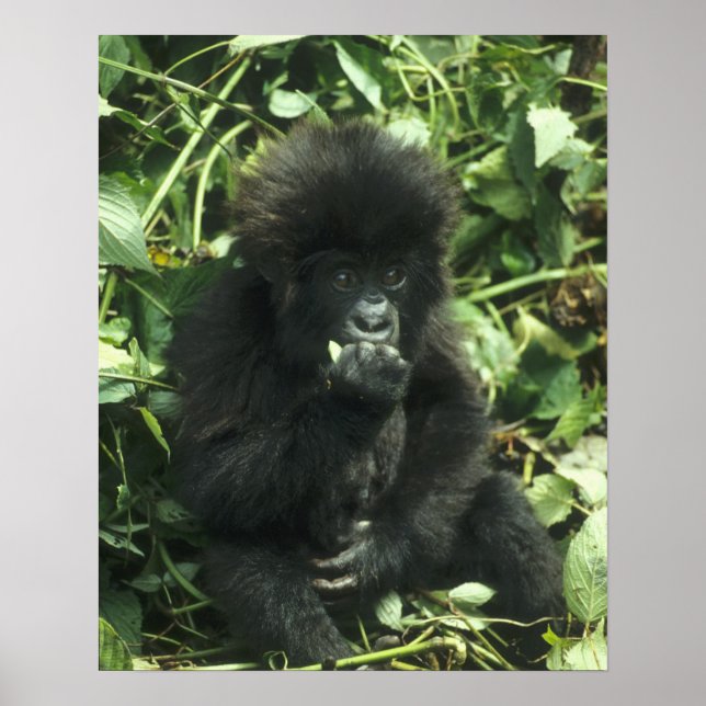 Bergsgorilla, (Gorilla gorilla beringei), Poster (Framsidan)