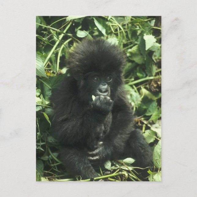 Bergsgorilla, (Gorilla gorilla beringei), Vykort (Framsida)