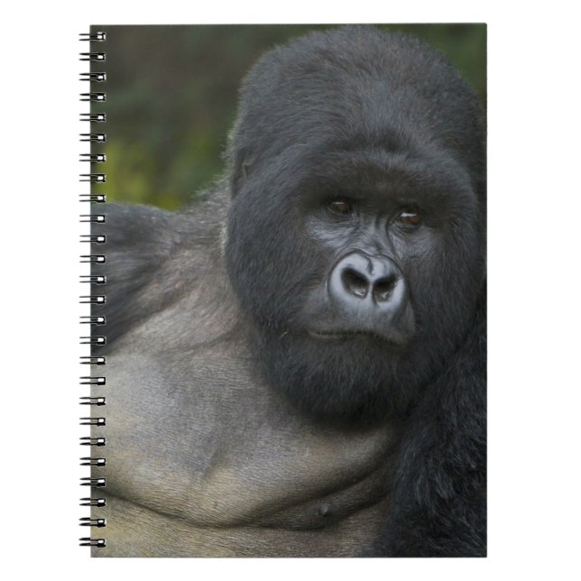 Bergsgorilla och Silverback Anteckningsbok Med Spiral (Framsidan)