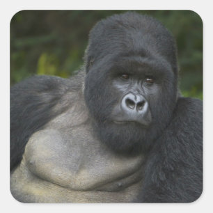 Bergsgorilla och Silverback Fyrkantigt Klistermärke