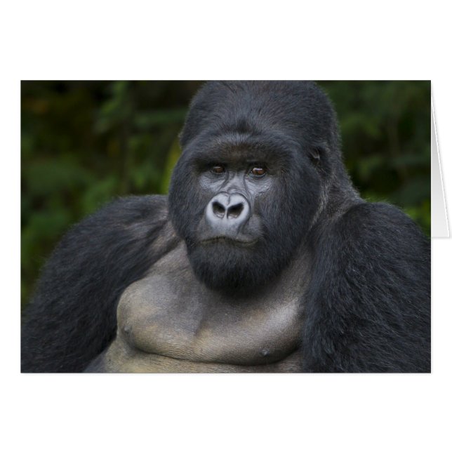 Bergsgorilla och Silverback Hälsningskort (Framsidan Horizontal)
