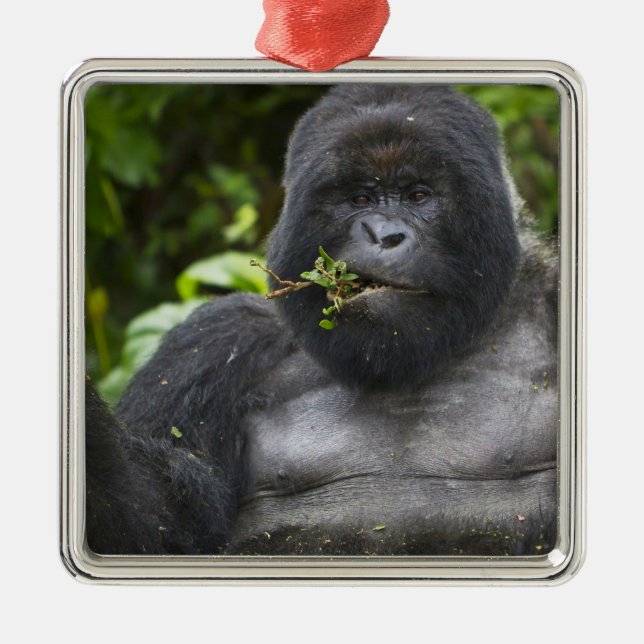 Bergsgorilla och Silverback Julgransprydnad Metall (Framsidan)
