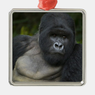 Bergsgorilla och Silverback Julgransprydnad Metall