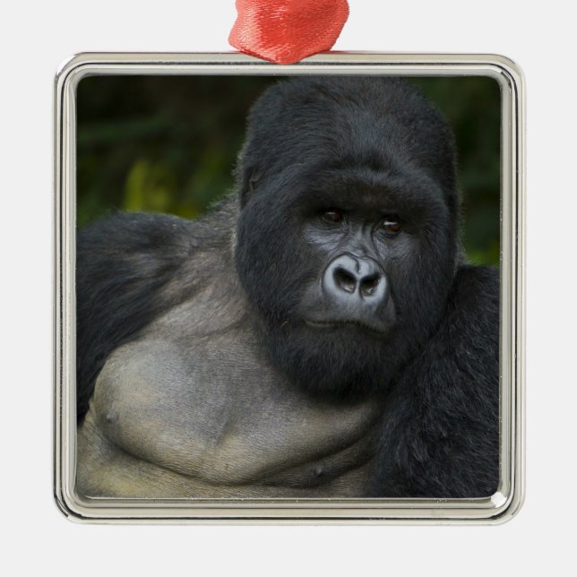 Bergsgorilla och Silverback Julgransprydnad Metall (Framsidan)