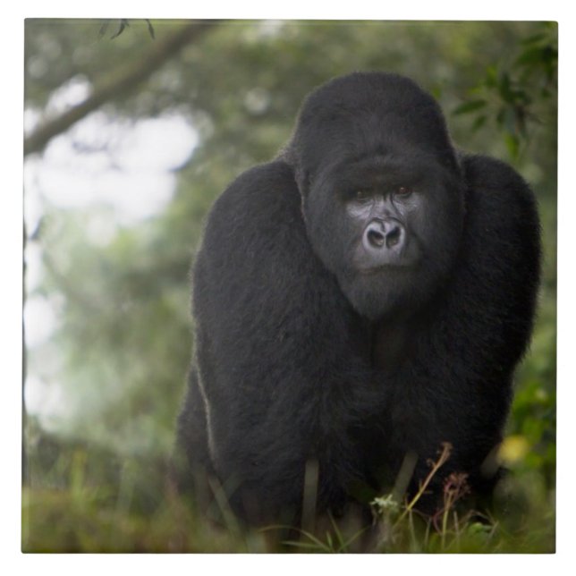 Bergsgorilla och Silverback Kakelplatta (Framsidan)