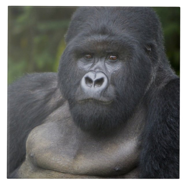 Bergsgorilla och Silverback Kakelplatta (Framsidan)