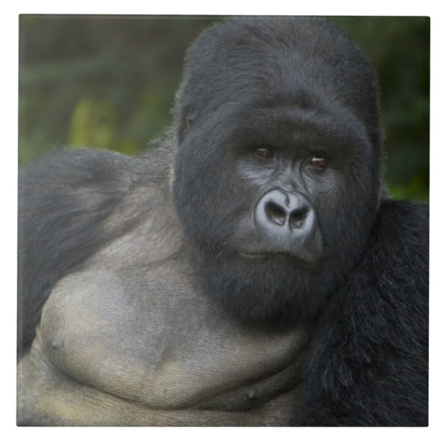 Bergsgorilla och Silverback Kakelplatta (Framsidan)