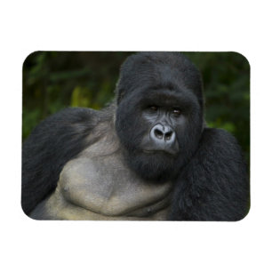 Bergsgorilla och Silverback Magnet
