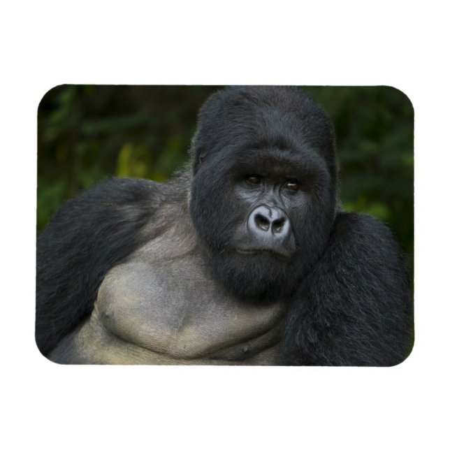 Bergsgorilla och Silverback Magnet (Horisontell)