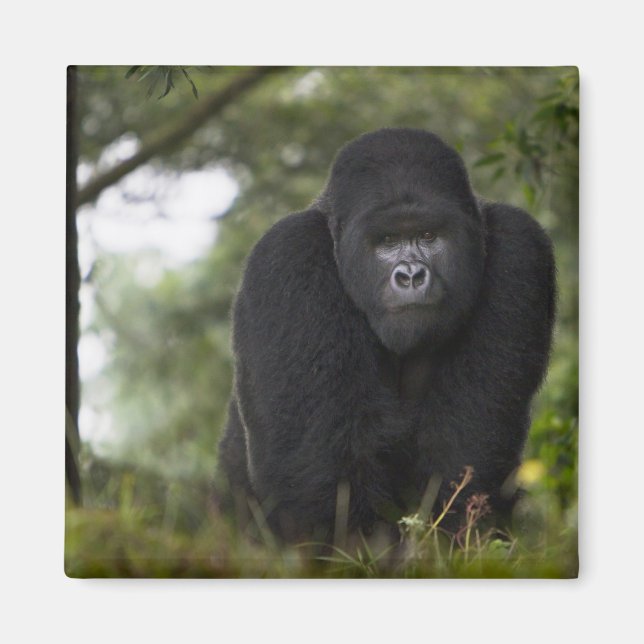 Bergsgorilla och Silverback Magnet (Framsidan)