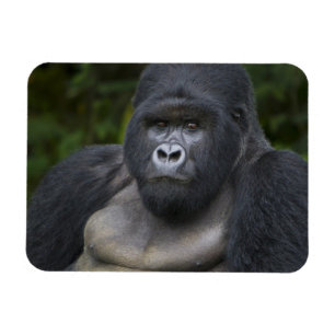 Bergsgorilla och Silverback Magnet