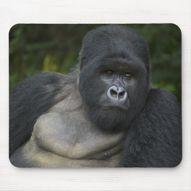 Bergsgorilla och Silverback Musmatta (Framsidan)