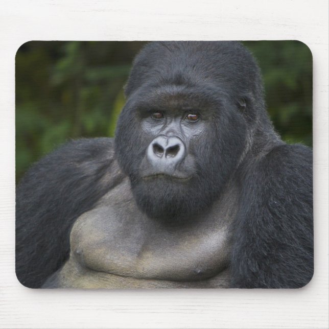 Bergsgorilla och Silverback Musmatta (Framsidan)