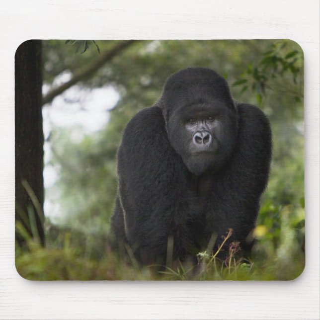 Bergsgorilla och Silverback Musmatta (Framsidan)